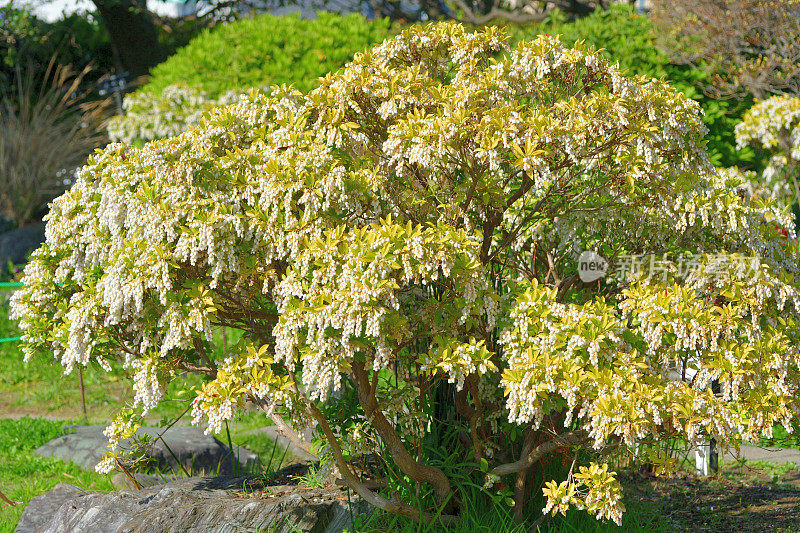 Pieris japonica /日本仙女座花